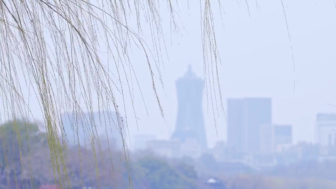 杭州西湖春天发芽柳树柳条自然风景视频素材