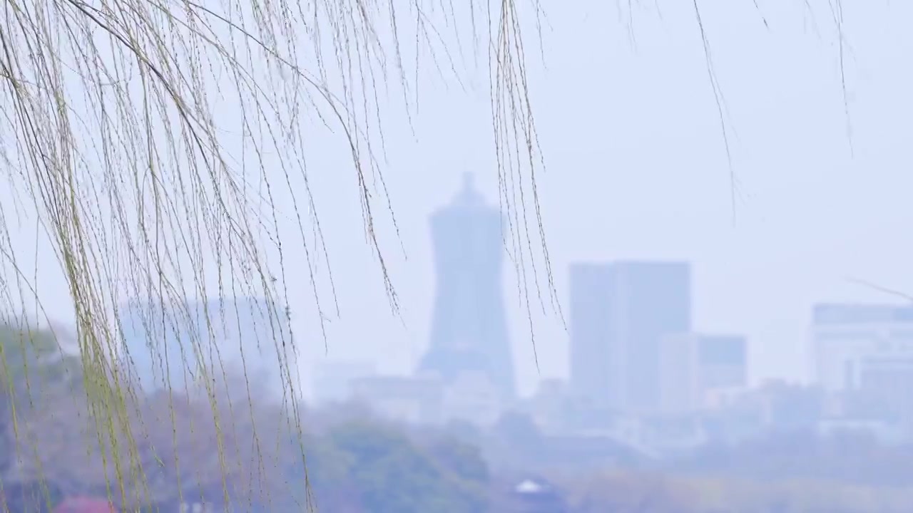 杭州西湖春天发芽柳树柳条自然风景视频素材