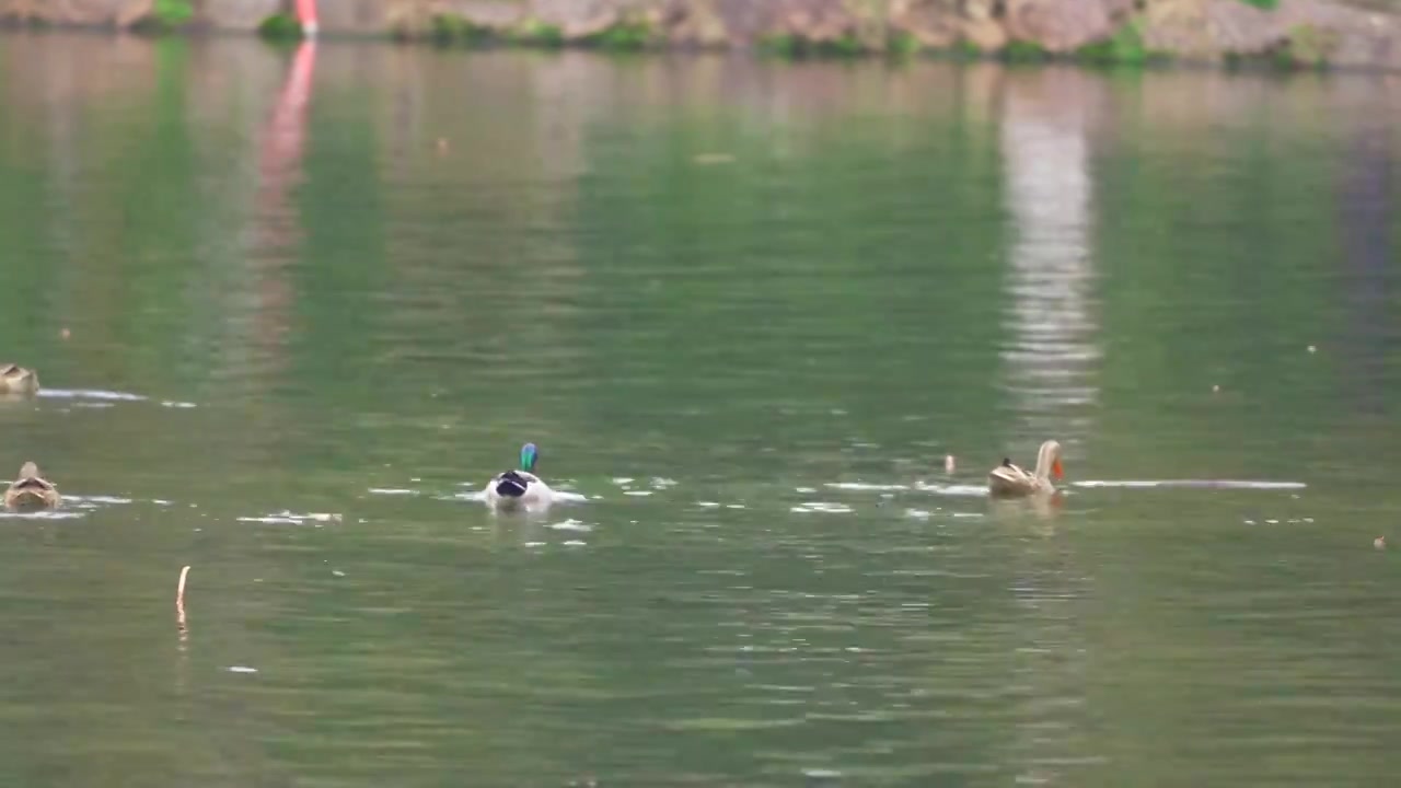 杭州西湖春天湖面上的鸭子和鸳鸯视频素材