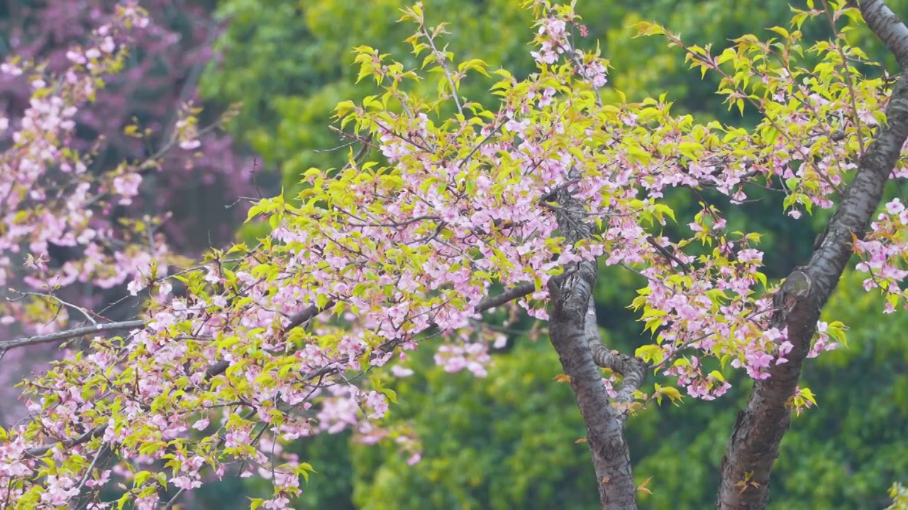 杭州西湖春天盛开的樱花视频素材