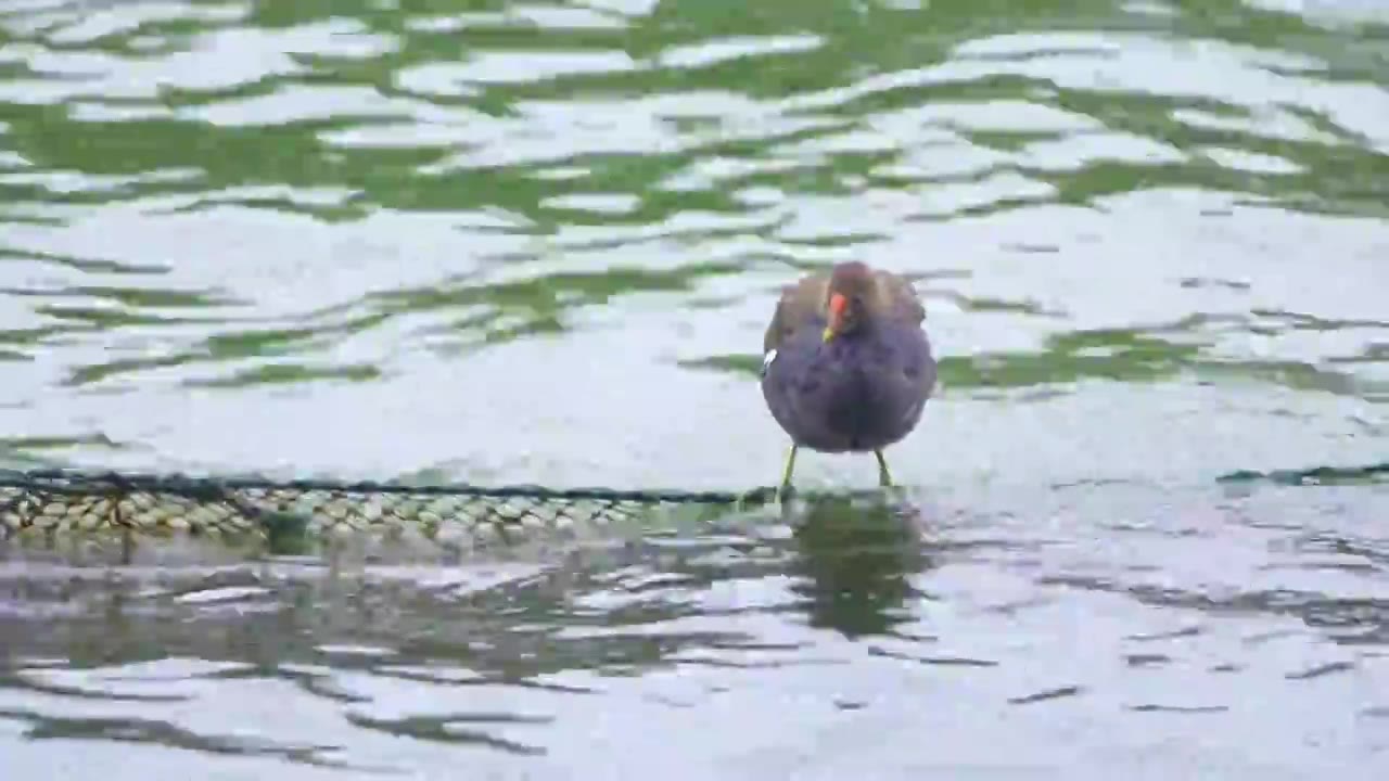 杭州西湖春天湖面上栖息的候鸟视频素材