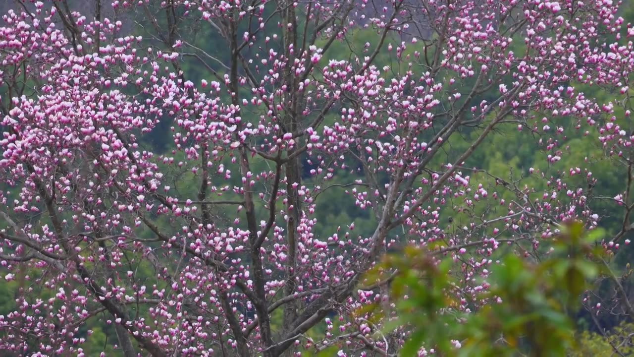 杭州植物园春天盛开的珍稀植物天目玉兰花风景视频素材