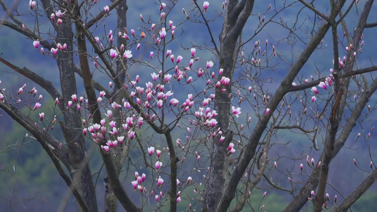 杭州植物园春天盛开的珍稀植物天目玉兰花风景视频素材