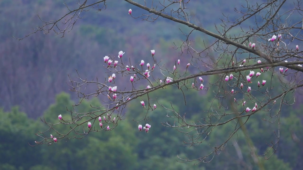 杭州植物园春天盛开的珍稀植物天目玉兰花风景视频素材