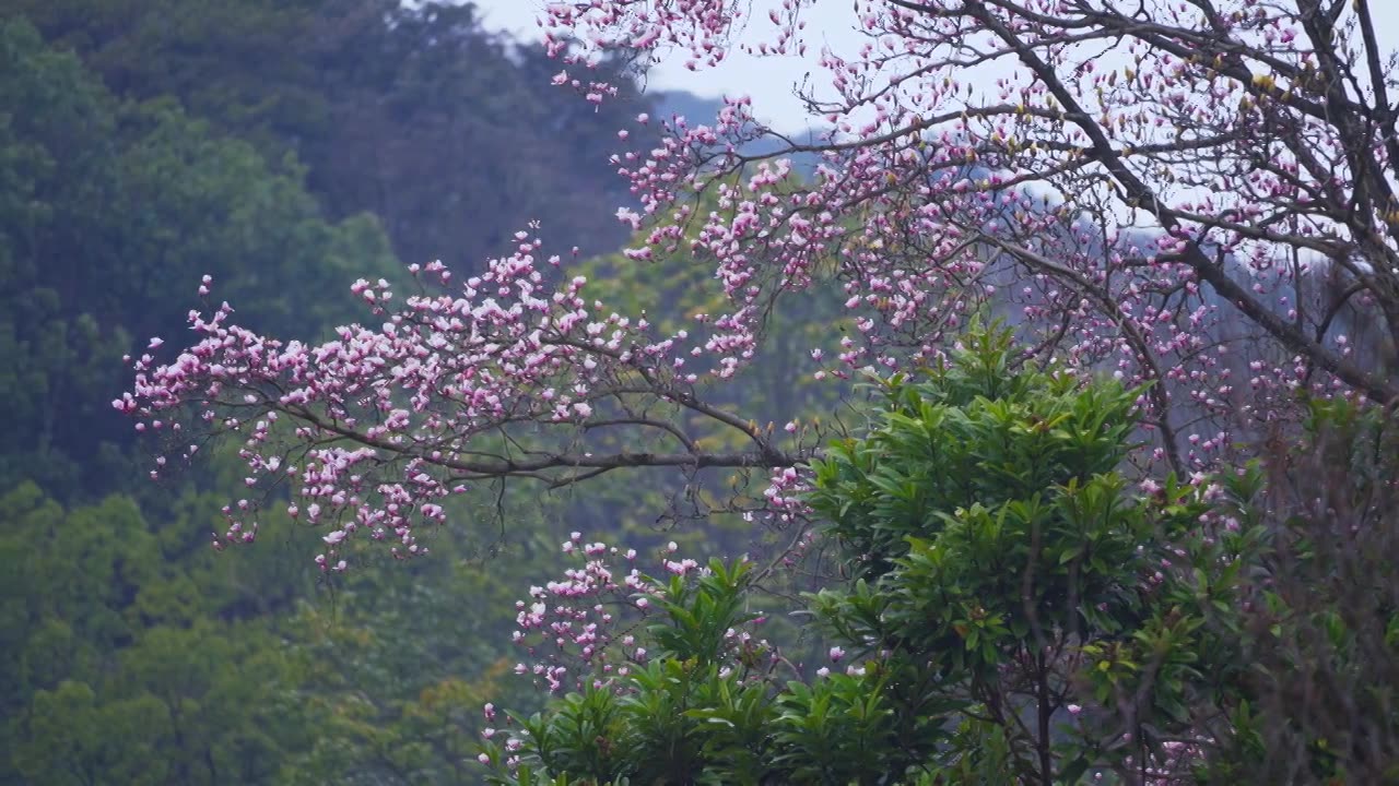 杭州植物园春天盛开的珍稀植物天目玉兰花风景视频素材