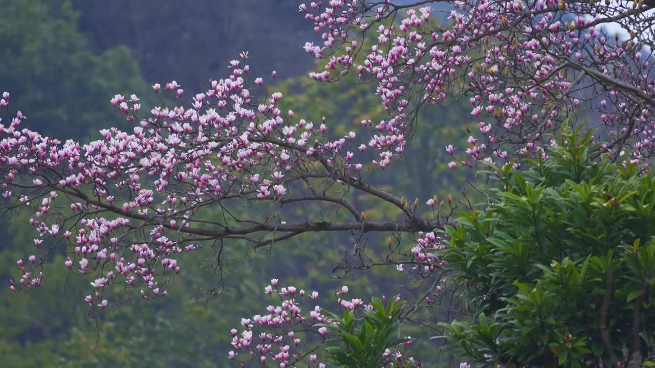 杭州植物园春天盛开的珍稀植物天目玉兰花风景视频素材