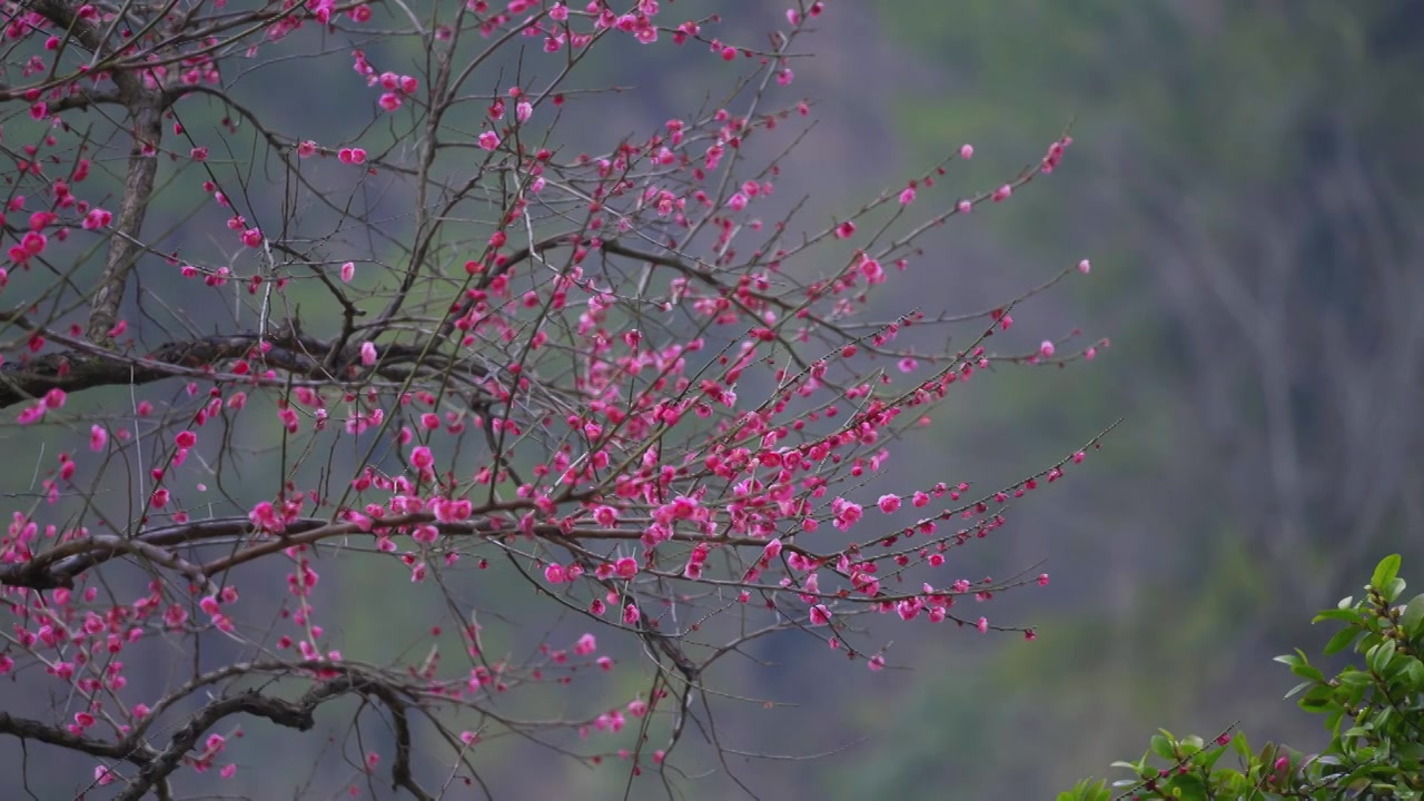 杭州植物园灵峰探梅春天梅花红梅自然风景视频素材