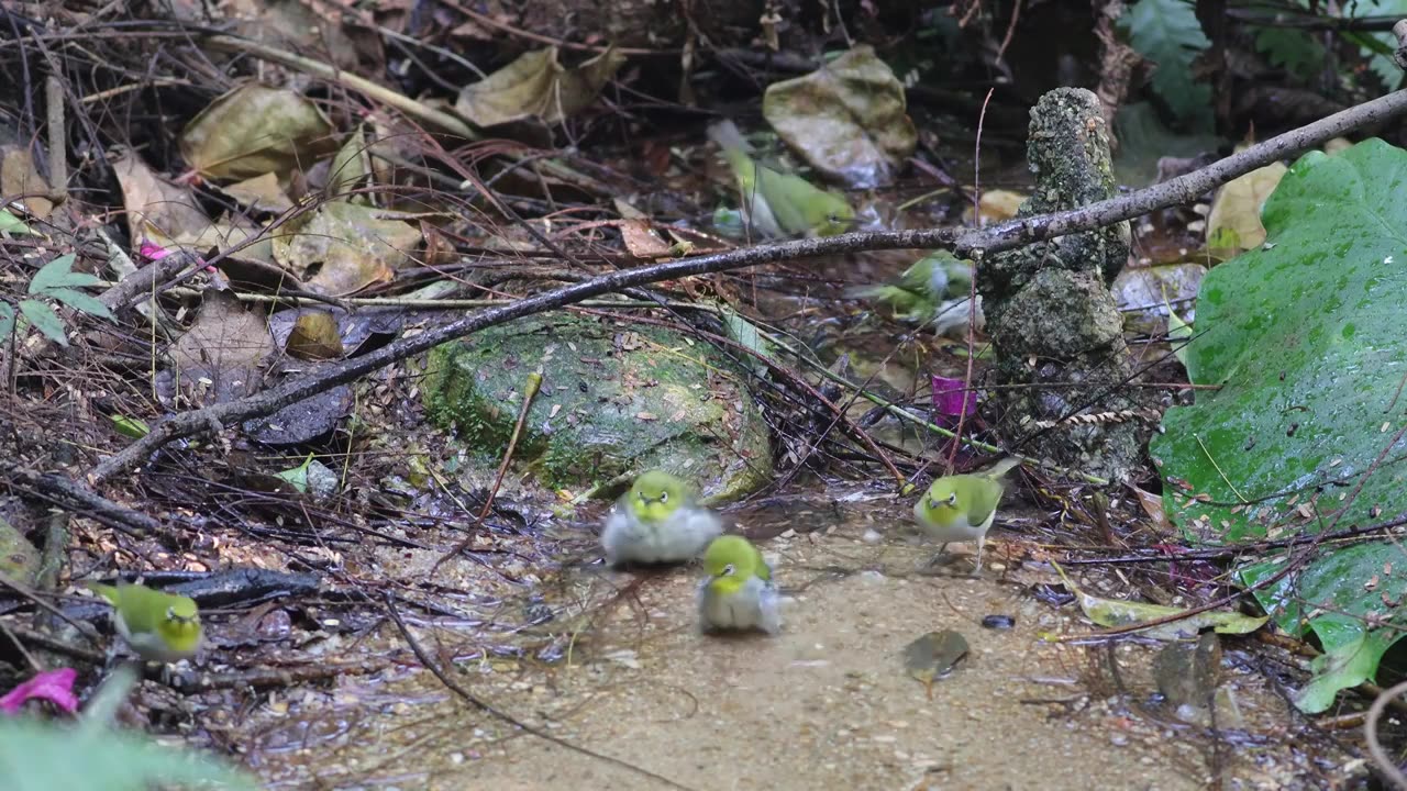 暗绿绣眼鸟和红头穗鹛戏水视频素材