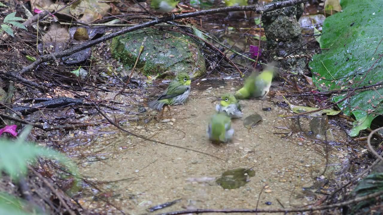 暗绿绣眼鸟和红头穗鹛戏水视频下载