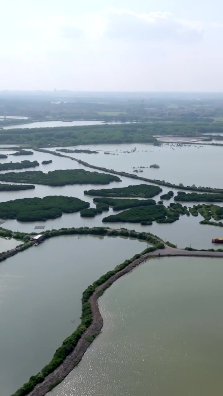 广东省湛江市湛江红树林国家级自然保护区航拍视频素材