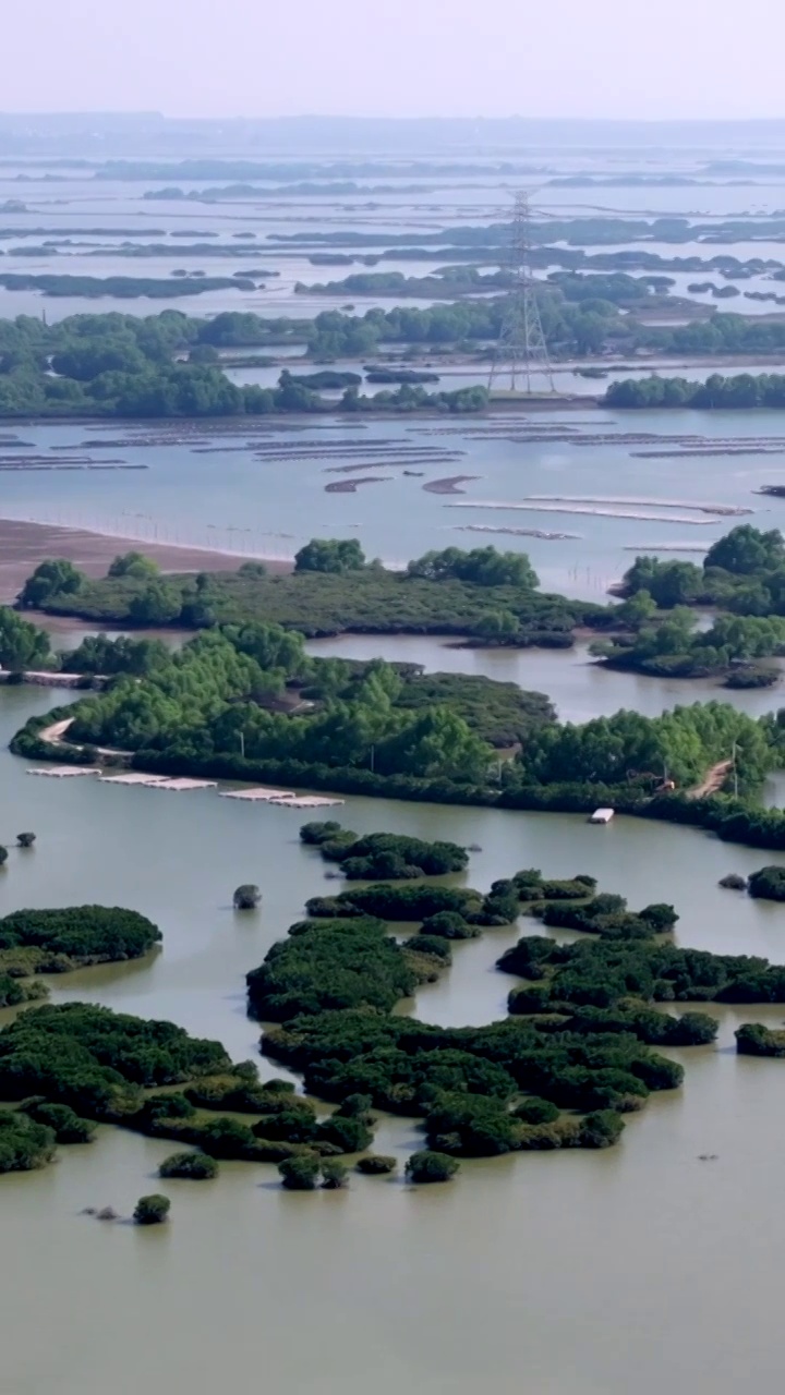 广东省湛江市湛江红树林国家级自然保护区航拍视频素材