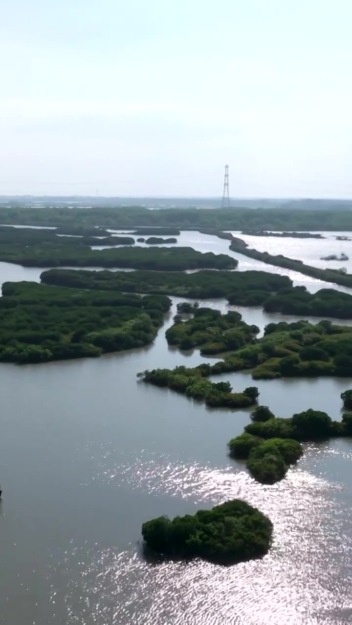 广东省湛江市湛江红树林国家级自然保护区航拍视频素材