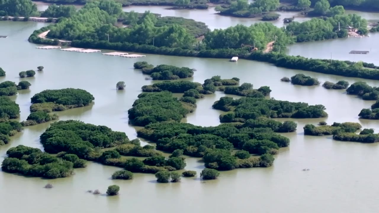 广东省湛江市湛江红树林国家级自然保护区航拍视频素材