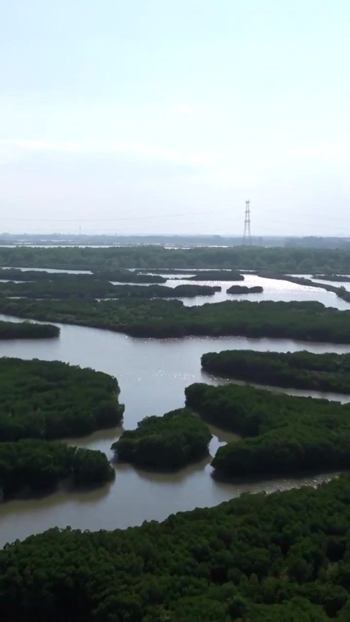 广东省湛江市湛江红树林国家级自然保护区航拍视频素材