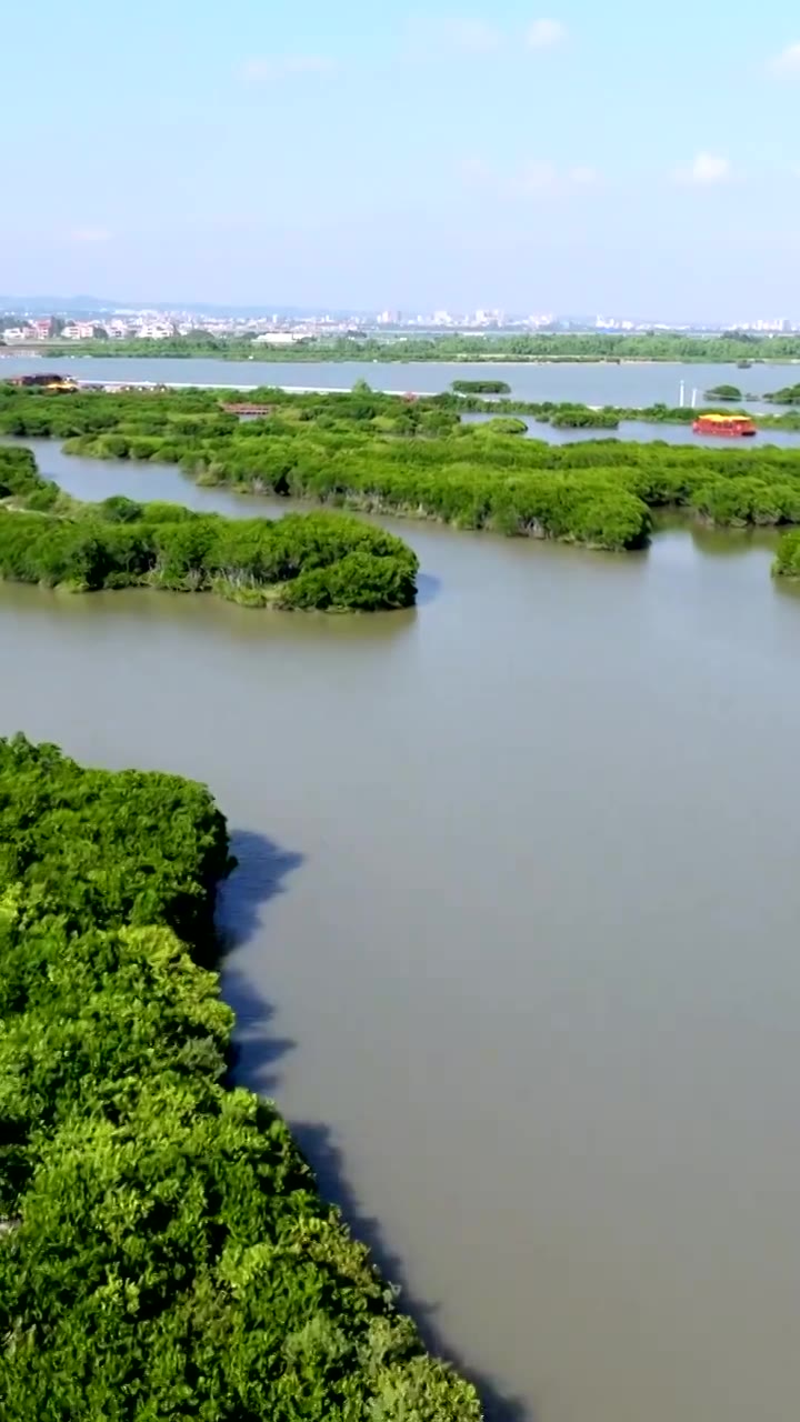 广东省湛江市湛江红树林国家级自然保护区航拍视频素材