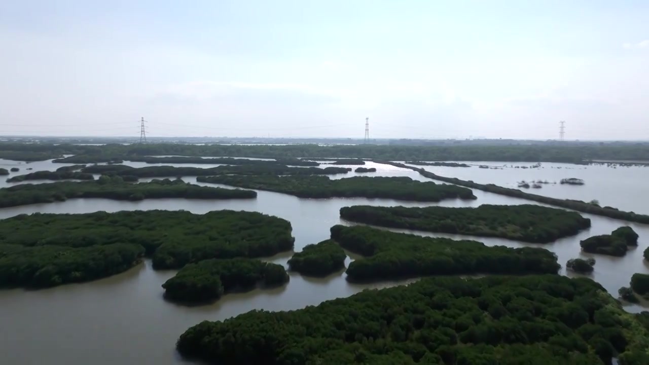 广东省湛江市湛江红树林国家级自然保护区航拍视频素材