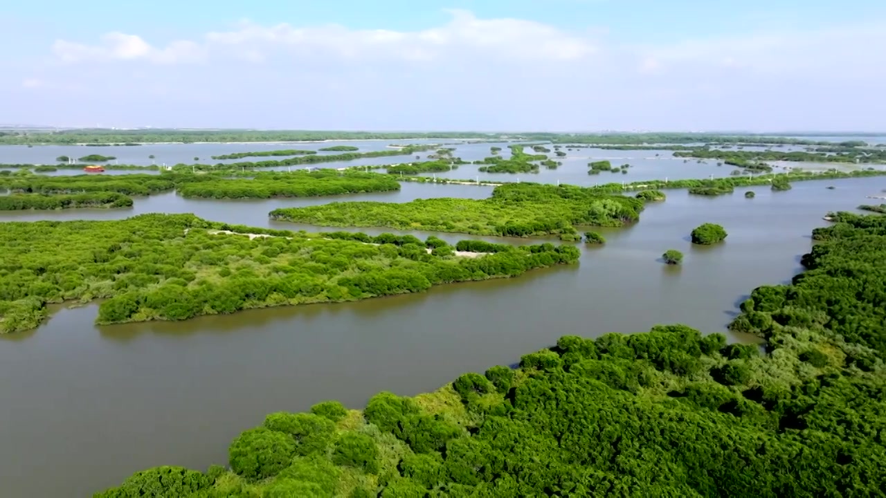 广东省湛江市湛江红树林国家级自然保护区航拍视频素材