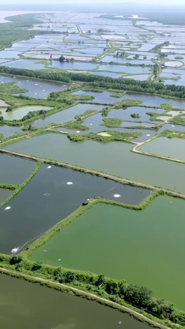 广东湛江雷州城乡结合部河北村上空航拍稻田视角视频素材