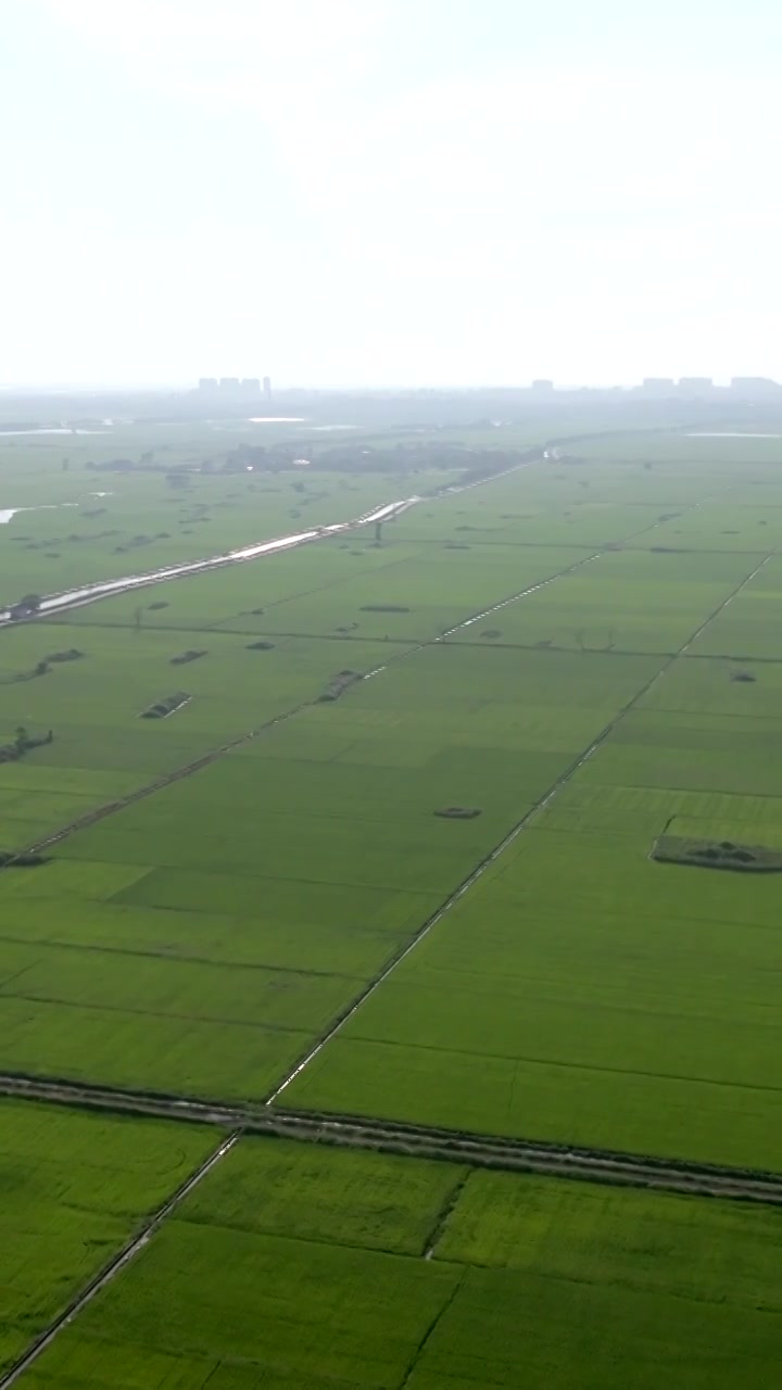 广东湛江雷州城乡结合部河北村上空航拍稻田视角视频素材