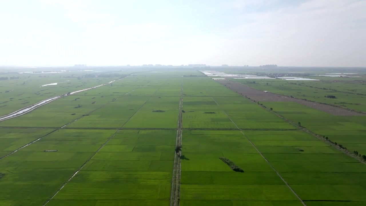 广东湛江雷州城乡结合部河北村上空航拍稻田视角视频素材