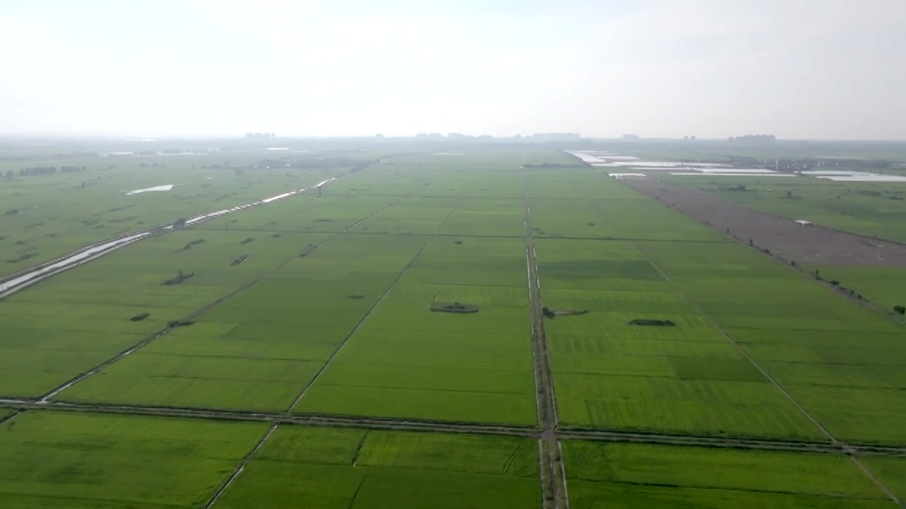 广东湛江雷州城乡结合部河北村上空航拍稻田视角视频素材