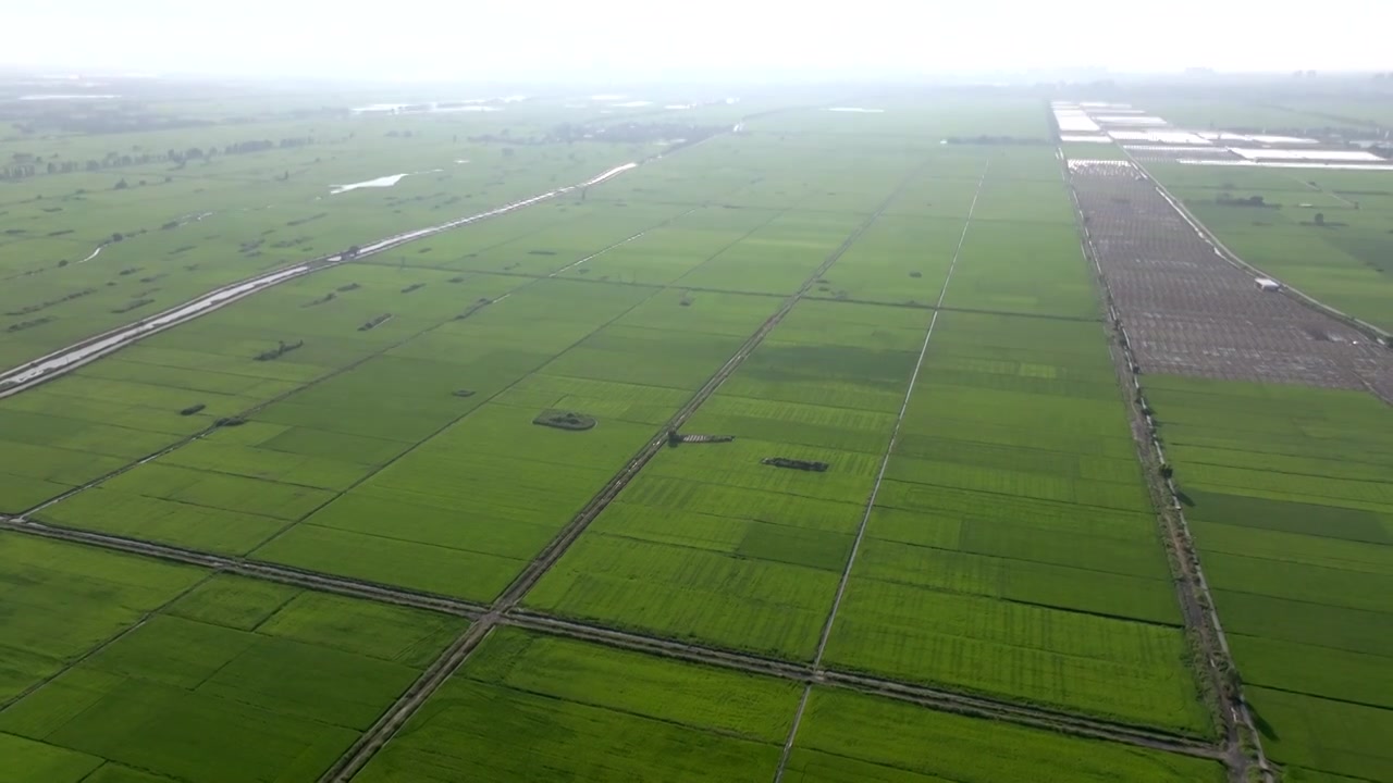 广东湛江雷州城乡结合部河北村上空航拍稻田视角视频素材