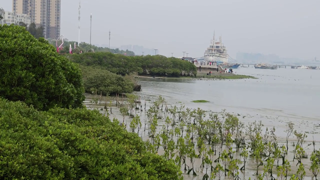 湛江市霞山观海长廊红树林保护区视频素材