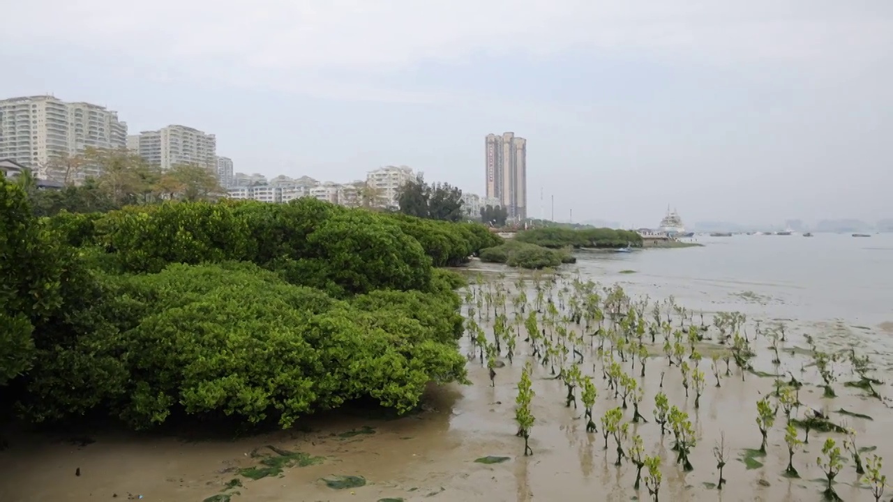 湛江市霞山观海长廊红树林保护区视频素材