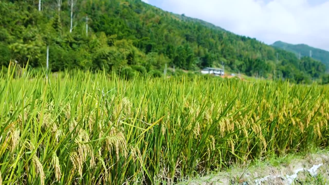 稻田里的稻穗视频素材