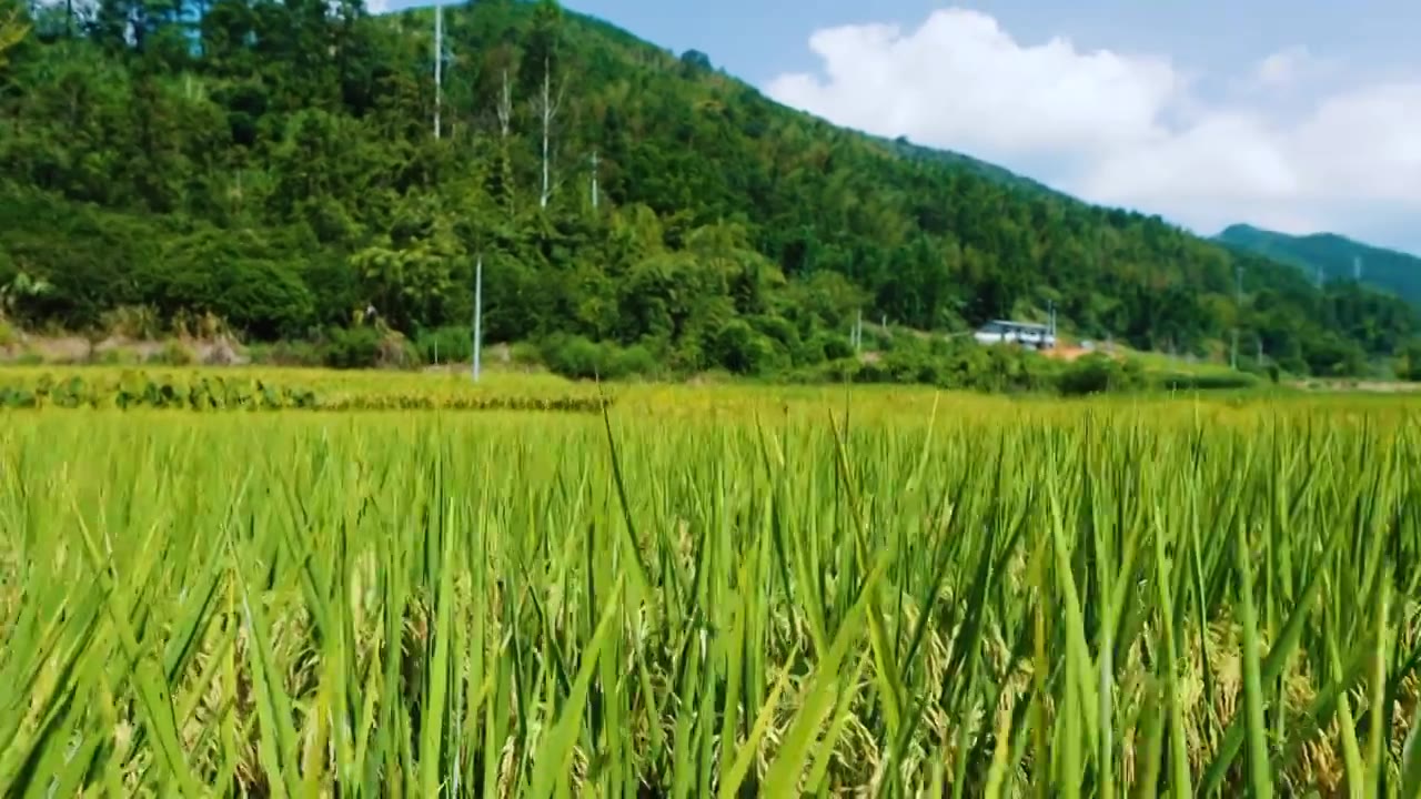 稻田里的稻穗视频素材