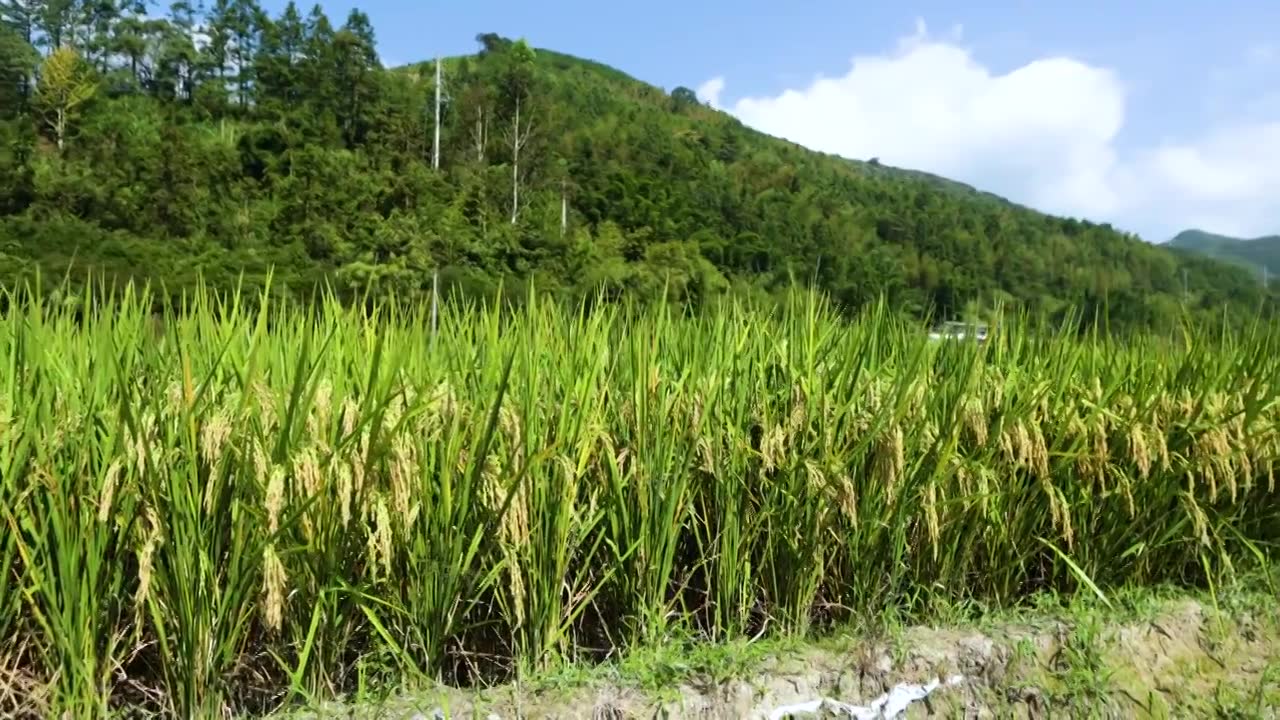 稻田里的稻穗视频素材