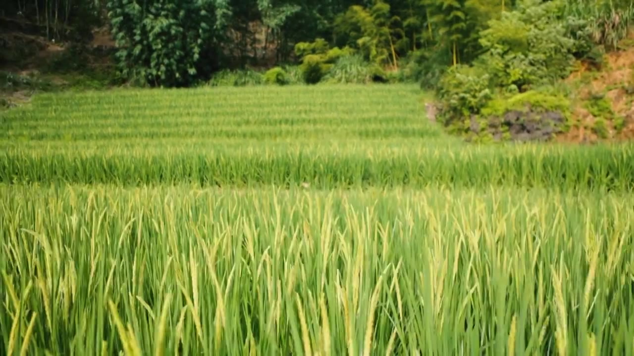 稻田里的稻穗视频素材