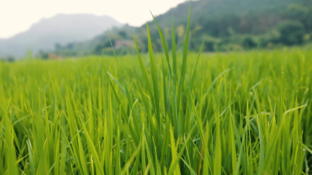 稻田里的稻穗视频素材