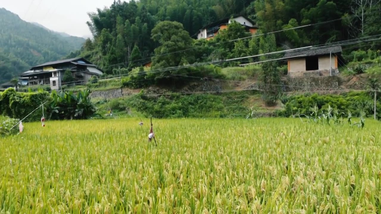 稻田里的稻穗视频素材