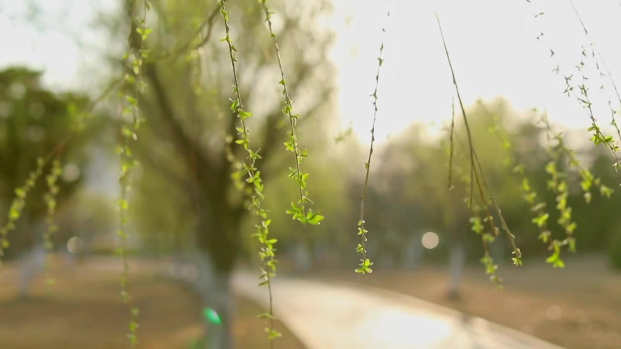 春天阳光下随风摇摆的垂柳视频下载