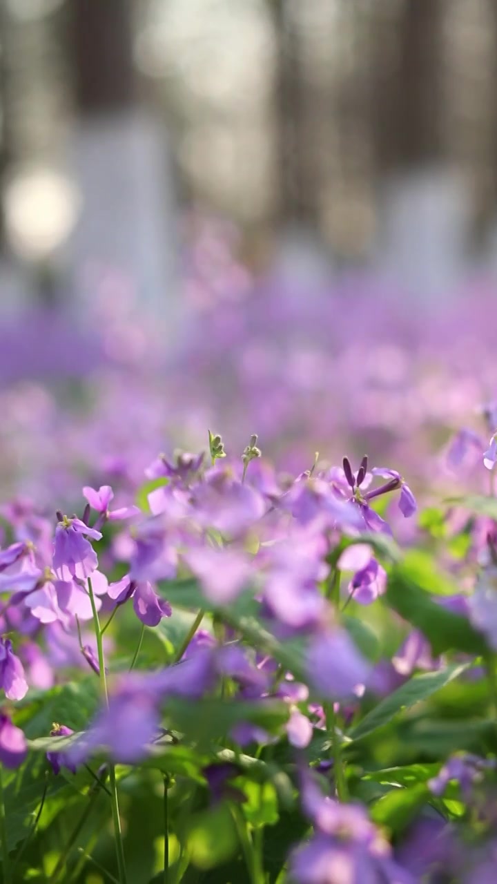 春天的二月兰花视频素材