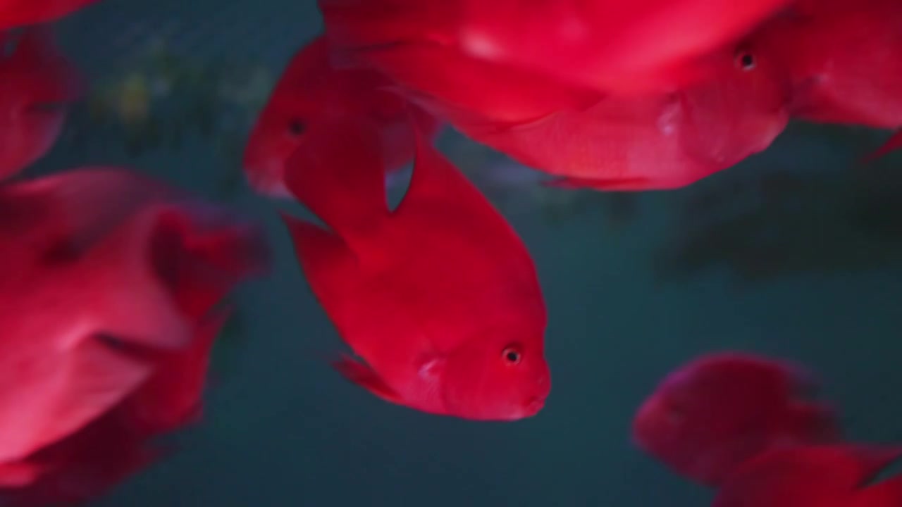 血红鹦鹉，红财神，财神鱼视频素材