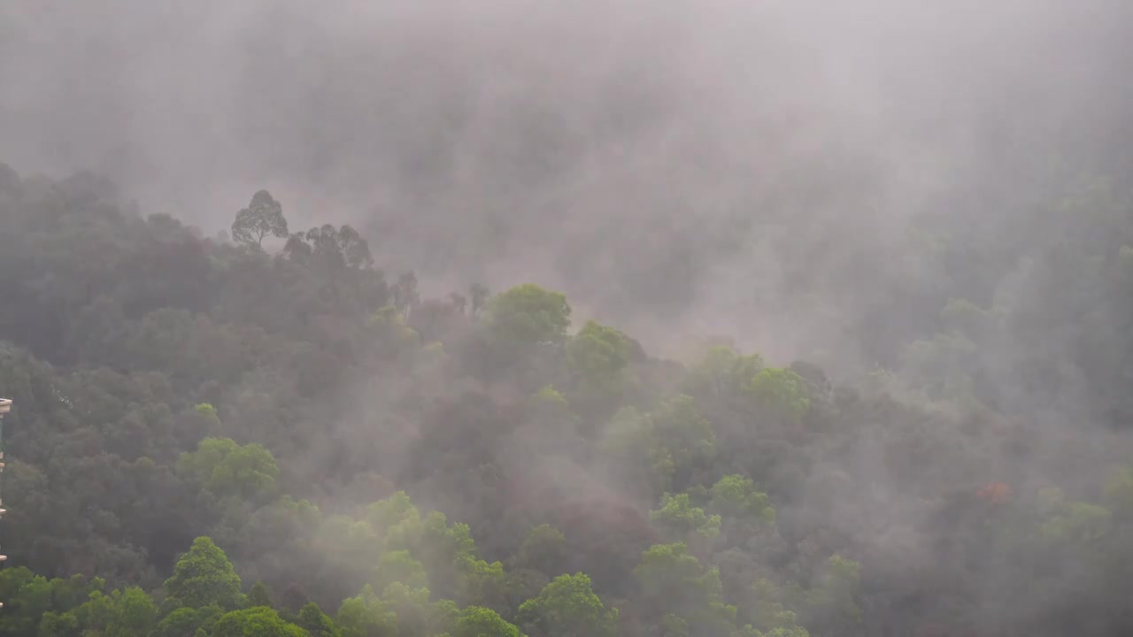 雨林晨雾视频素材