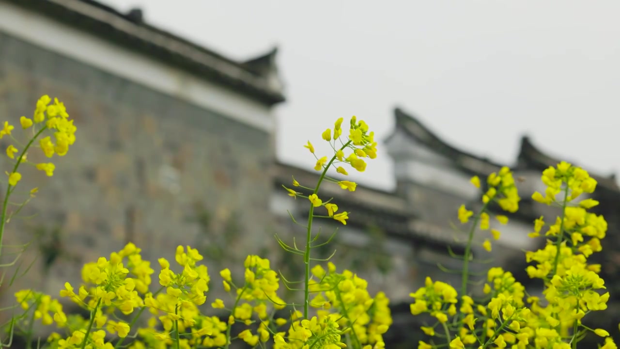 春日的衢州江山廿八都景区视频素材