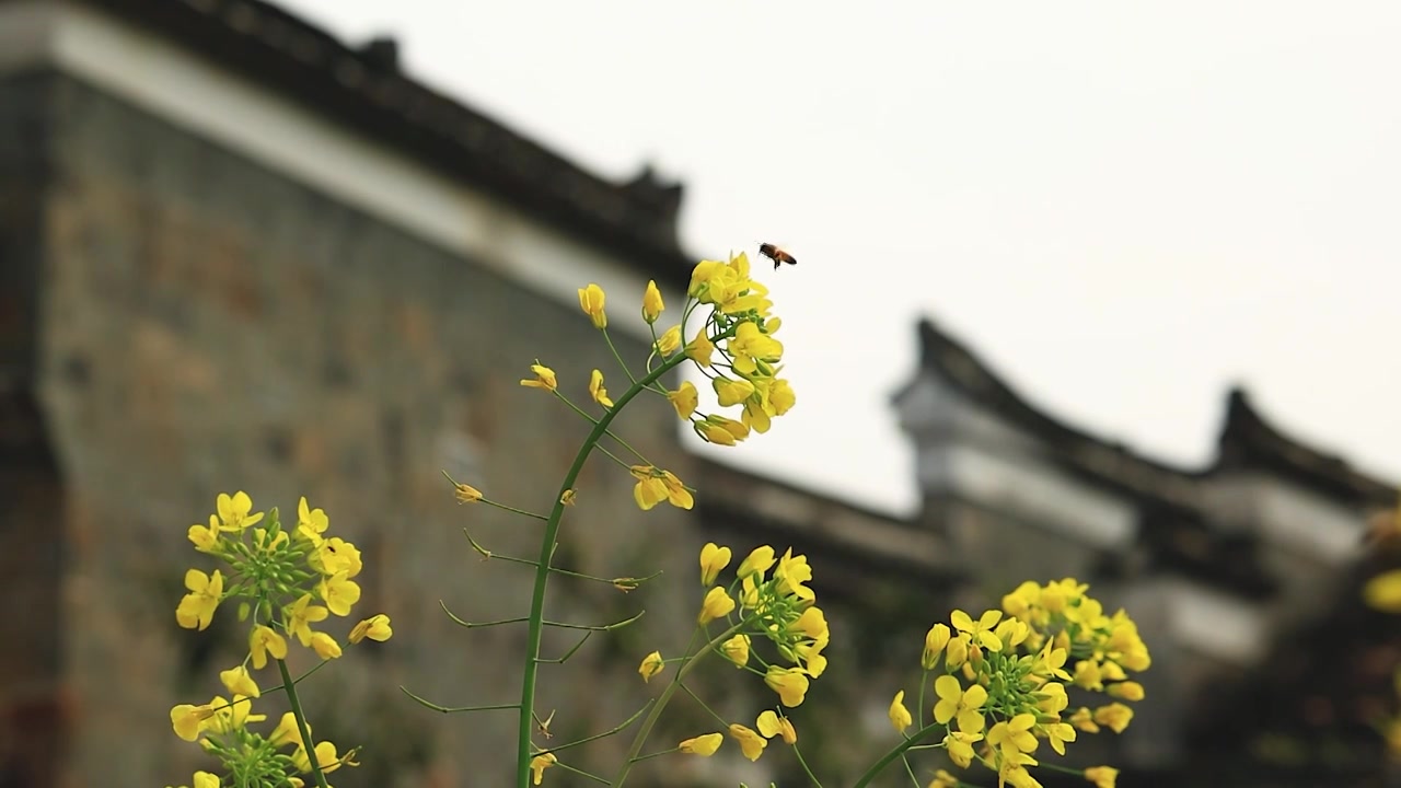 春日的衢州江山廿八都景区视频素材