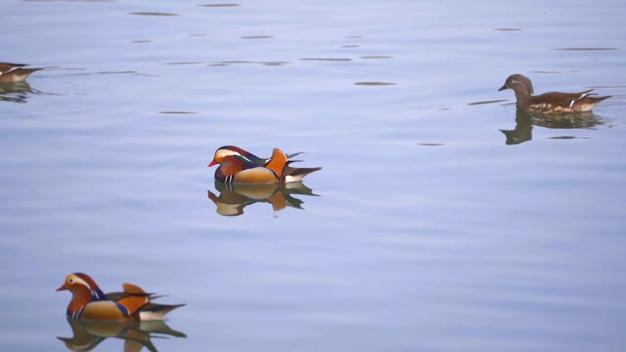 杭州西湖春天湖面上的鸳鸯视频素材