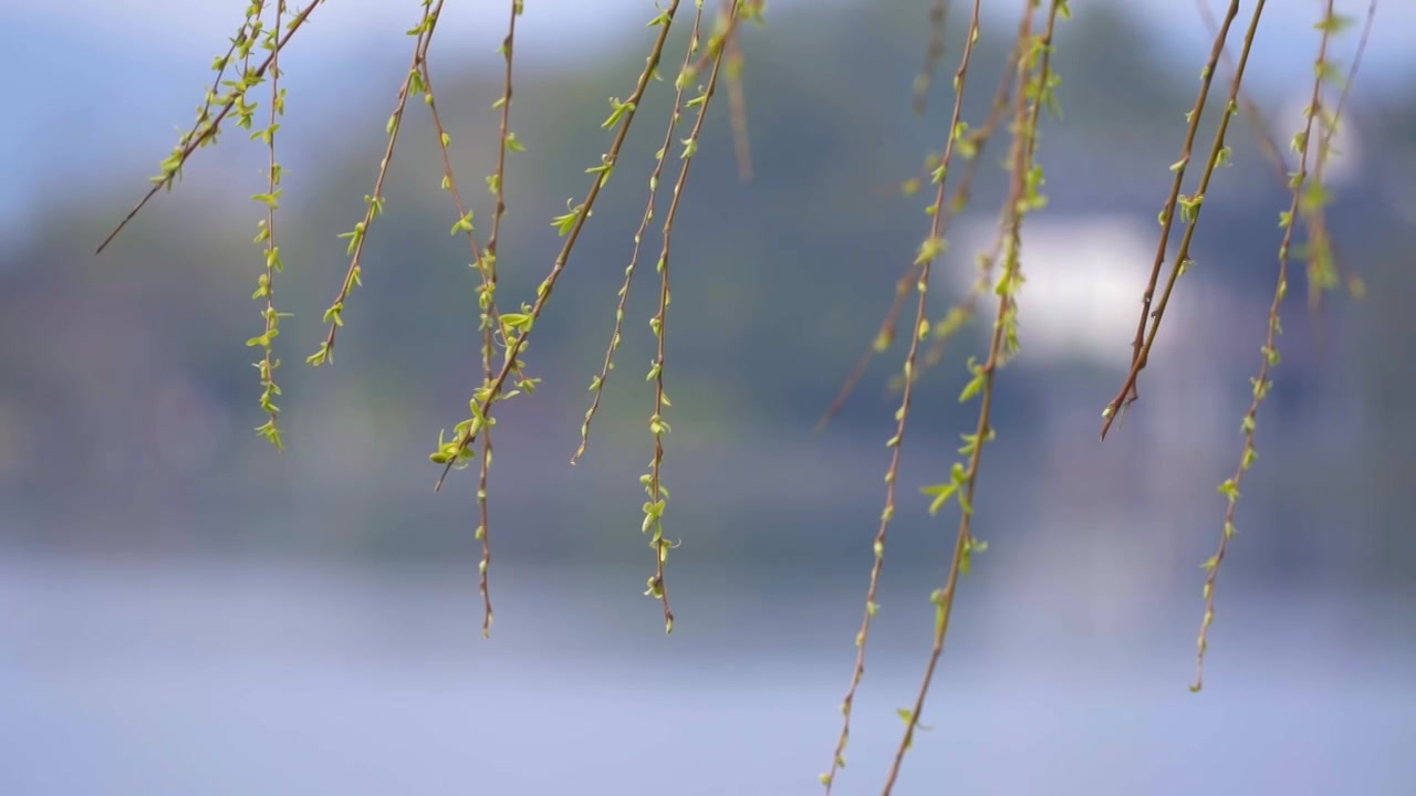 杭州西湖春天柳树复苏发芽生长自然治愈风景视频素材