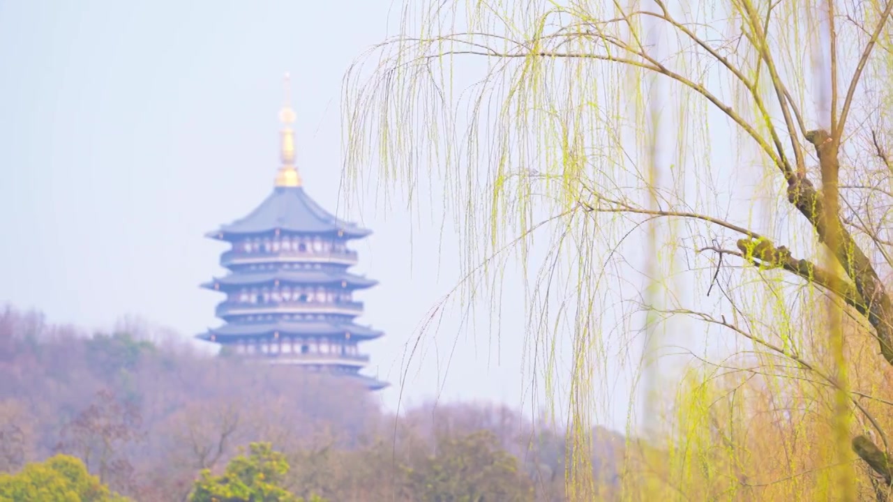 杭州西湖雷峰塔春天柳树复苏发芽生长自然治愈风景视频素材