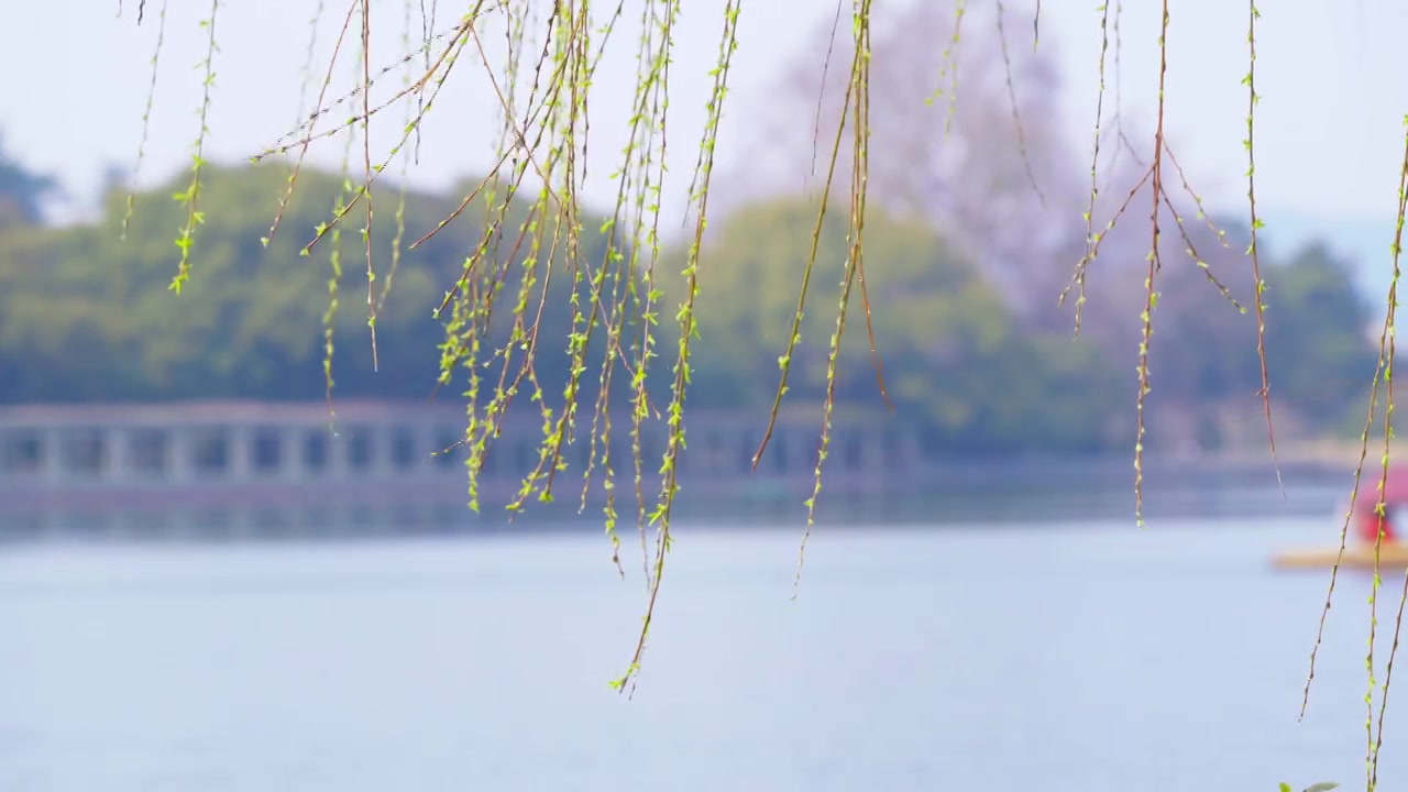 杭州西湖春天柳树复苏发芽生长自然治愈风景视频素材