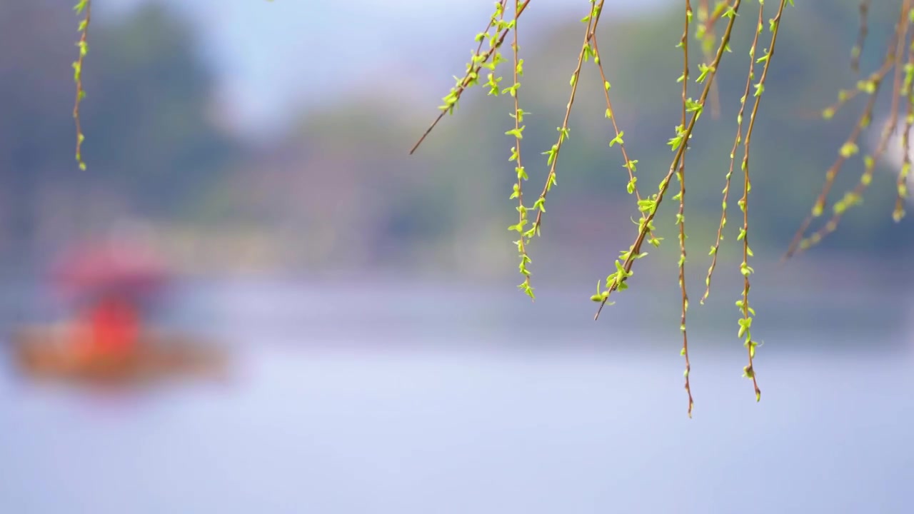 杭州西湖春天柳树复苏发芽生长自然治愈风景视频素材