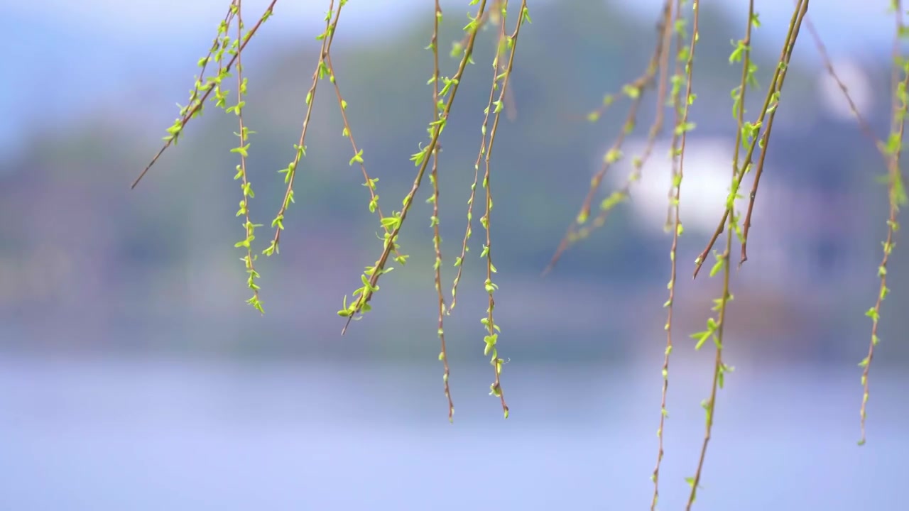 杭州西湖春天柳树复苏发芽生长自然治愈风景视频素材