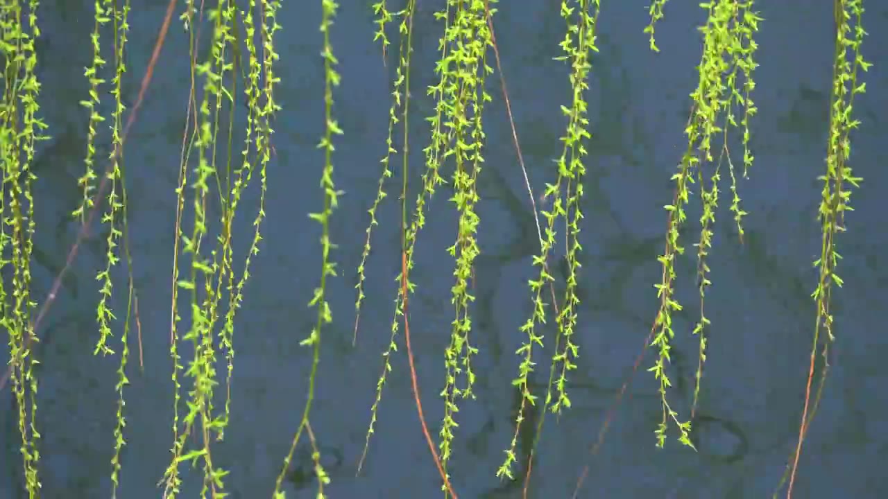 杭州西湖春天柳树复苏发芽生长自然治愈风景视频素材