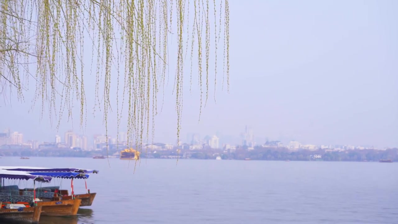 杭州西湖春天柳树复苏发芽生长自然治愈风景视频素材