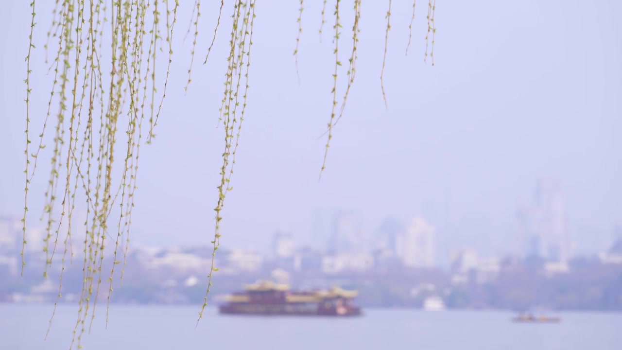 杭州西湖春天柳树复苏发芽生长自然治愈风景视频素材