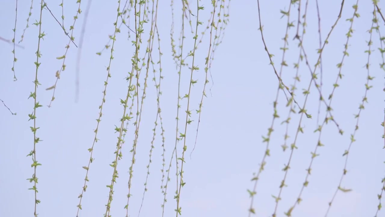 杭州西湖春天柳树复苏发芽生长自然治愈风景视频素材